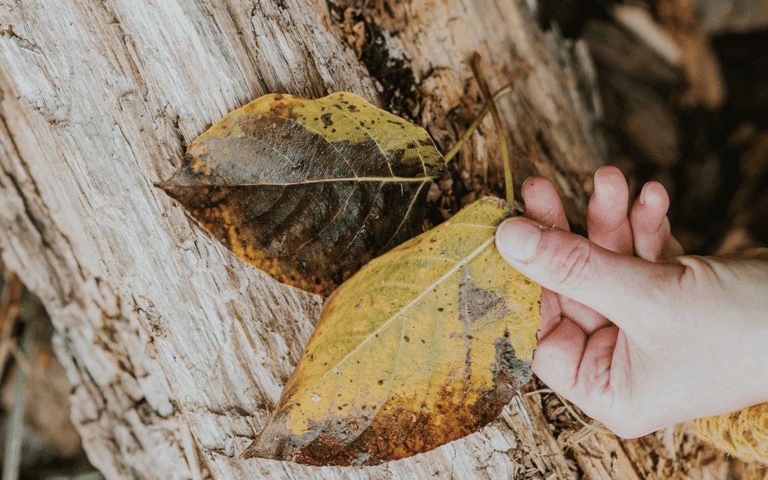 Leef vanuit je ware essentie en vind jezelf weer terug