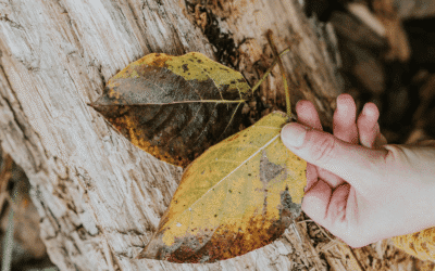 Leef vanuit je ware essentie en vind jezelf weer terug
